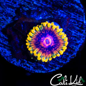 Mind Trick Zoa