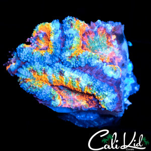 Ultra Rainbow Acan Triple