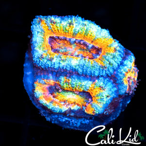 Ultimate Rainbow Acan Triple