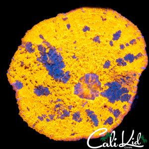 Orange Splatter Chalice Colony