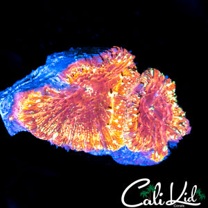 Gold Dust Blasto Double