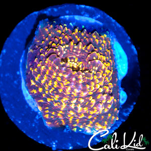 Red Rock Chalice Frag