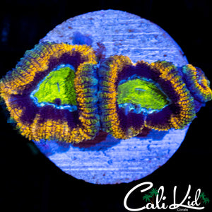 Ultra Rainbow Acan Triple