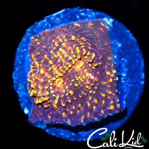 Red Rock Chalice Frag