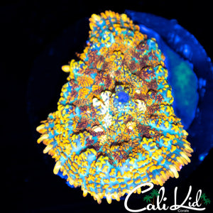 Ultra Rainbow Rhodactis Shroom
