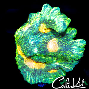 Space Invader Pectinia