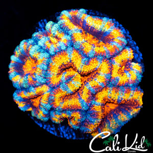 Insane Rainbow Acan Colony