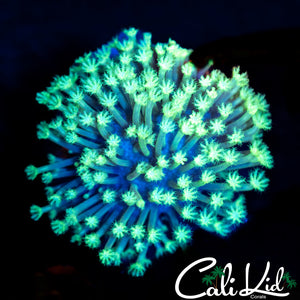 Weeping Willow Frag