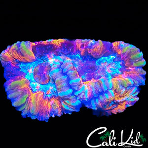 Ultra Rainbow Wilsoni