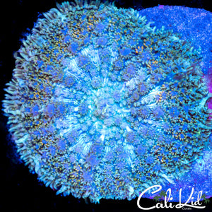 XXL Persian Rug Shroom