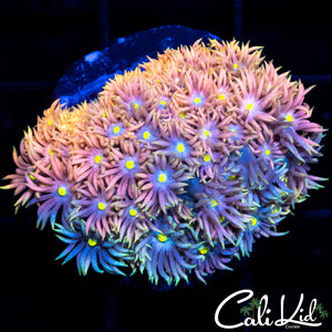 Rare Rainbow Goni Mini Colony