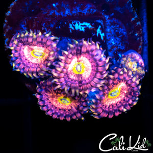 Chong Bong Zoa Quad
