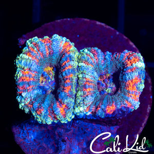 Rainbow Asian Acan Double