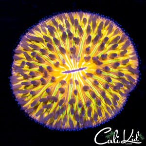 Beautiful Rainbow Fungia