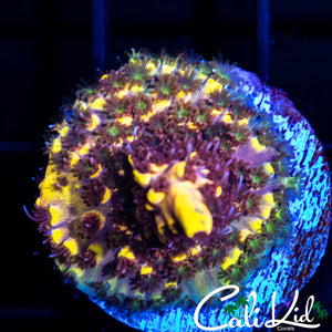 Bumble Bee Acro