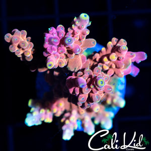 Rainbow Inferno Large Frag
