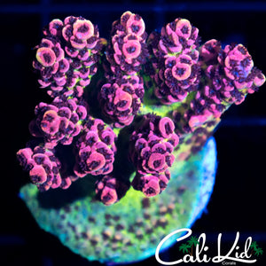 Hightlighter Pink Acro Chunk