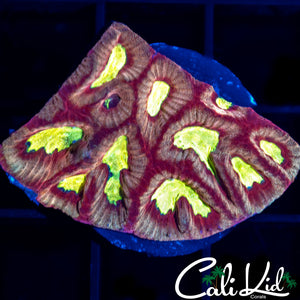 Ultra Tri Color Favia
