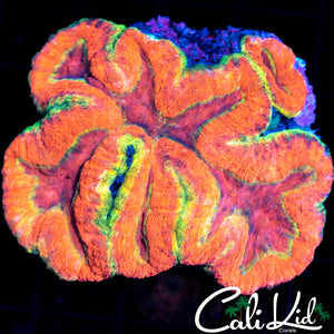 Insane Rainbow Symphyllia