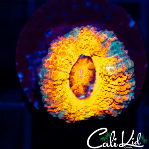 Burning Sun Acan