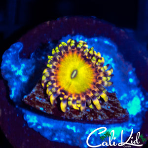 CK Saturns Rings Zoa