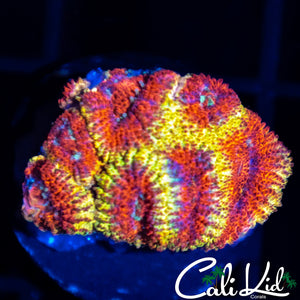 CK Firewater Micro Mini Colony