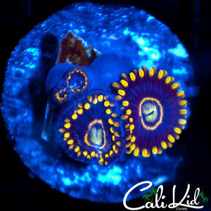 Purple Hornet Zoa Triple