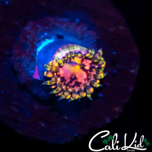 CK Krak Killer Zoa
