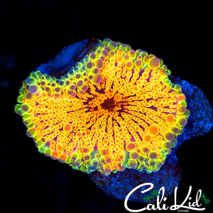 Soloman Island Rainbow Yuma