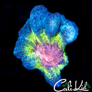 Ultra Rainbow Pectinia Frag