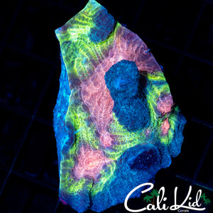 Ultra Rainbow Pectinia Chunk