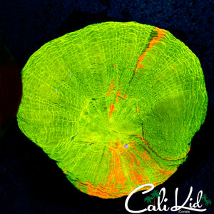Blinding Bleeding Apple Scoly