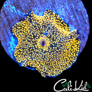 Yellow Interstellar Shroom