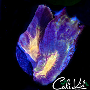Rainbow Eye Pectinia