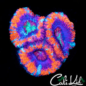 Superman Asian Acan Triple