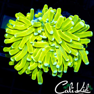CK Mellow Yellow Torch