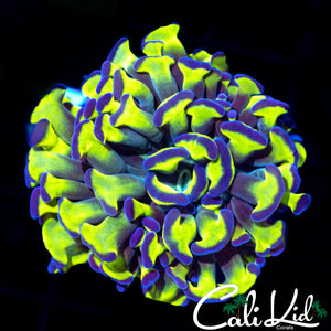 OG Purple /Green Hammer