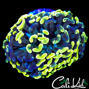 Bi Color Splatter Hammer