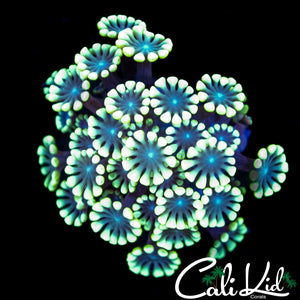 Ultra Bi Color Alveopora