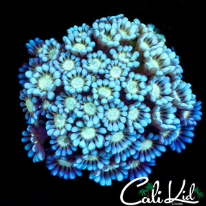 Blue Magoo Alveopora