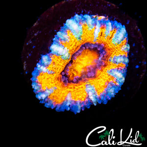White Stripe Rainbow Acan