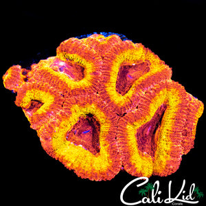 Rare Flamethrower Acan Mini Colony