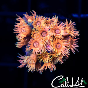 CK Cotton Candy Goni