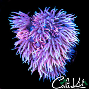 Pink Tentacle Ultra Goni