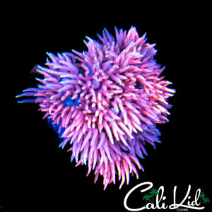 Pink Tentacle Ultra Goni