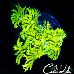 Ecto Morph Goni