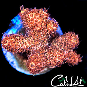 Fuzzy Navel Milli Frag
