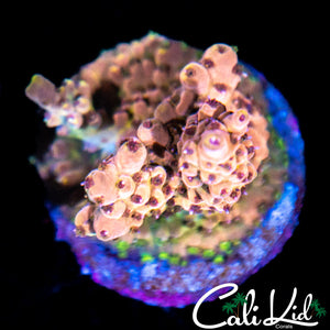 Raspberry Fusion Acro