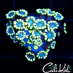 Flower Petal Alveopora
