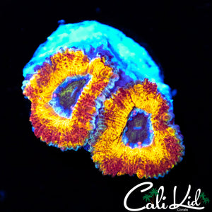 Rare Tiger Print Acan Double